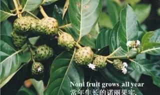 大溪地诺丽蓝莓果汁 大溪地诺丽蓝莓果汁