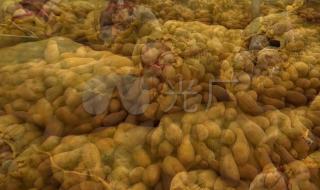 山东蔬菜批发市场